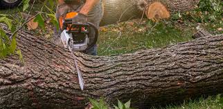 Best Tree Risk Assessment  in Bealeton, VA