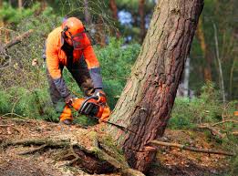 Best Residential Tree Removal  in Bealeton, VA